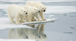 Electric Mirror Beautiful World Initeative Polar Bear and Cubs